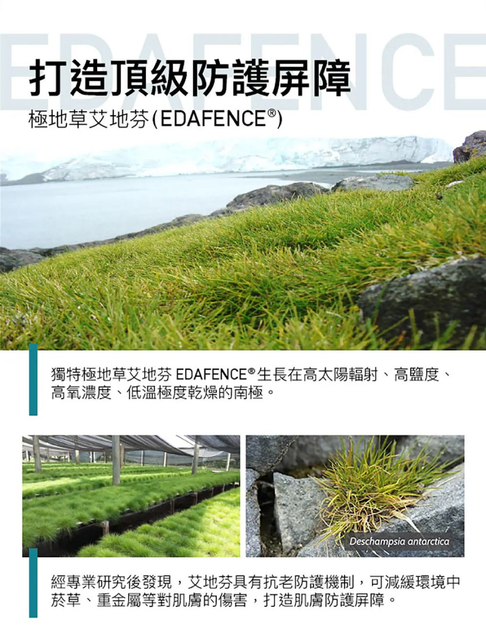 杜克E 極地草C精華液 30ml